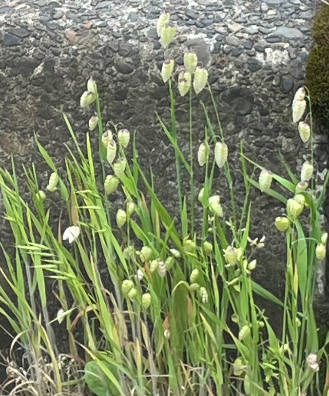 アスファルトの隙間に…🌱🌿