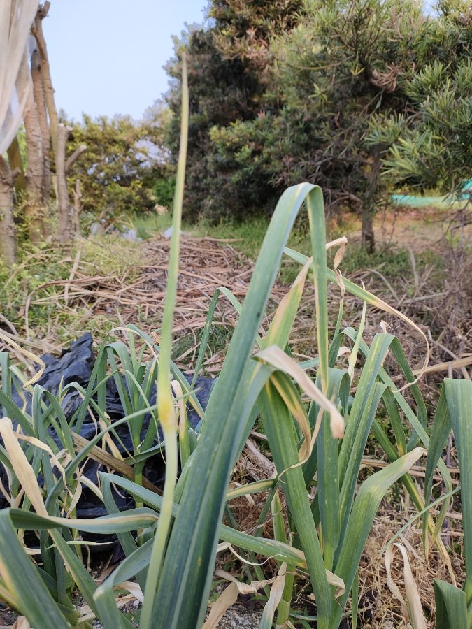 ニンニクの芽🌱🧄