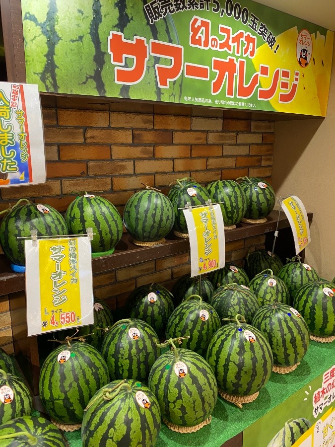 熊本県植木のスイカ❣️