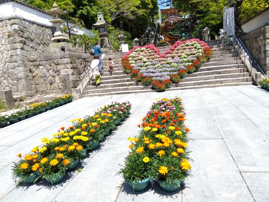 防府天満宮〜大石段花回廊🏵️２