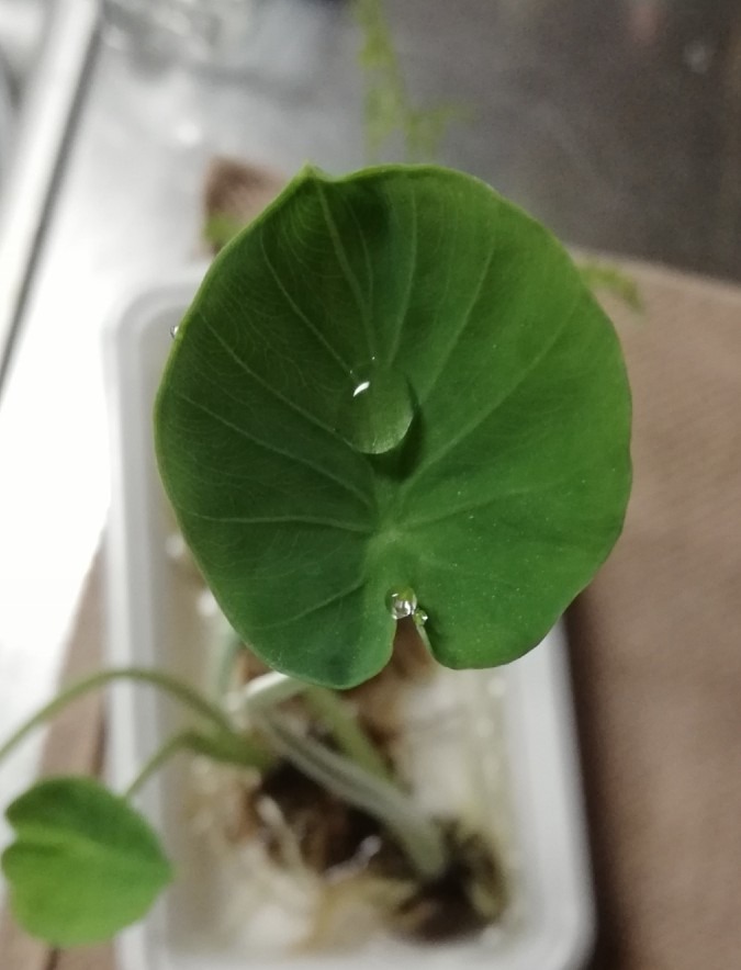 里芋の葉🌱ZIO部