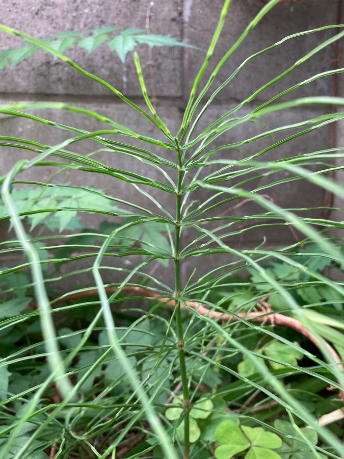 スギナ大きいな