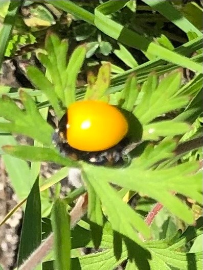 新たなステージでの飛躍を祝福します🐞✨