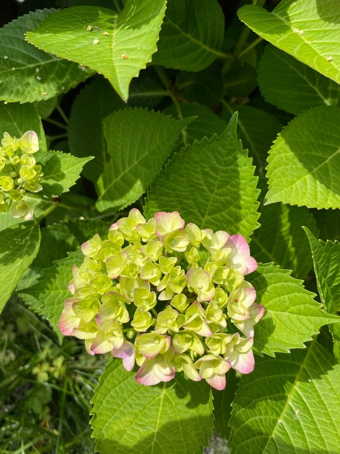 紫陽花さんぽ②