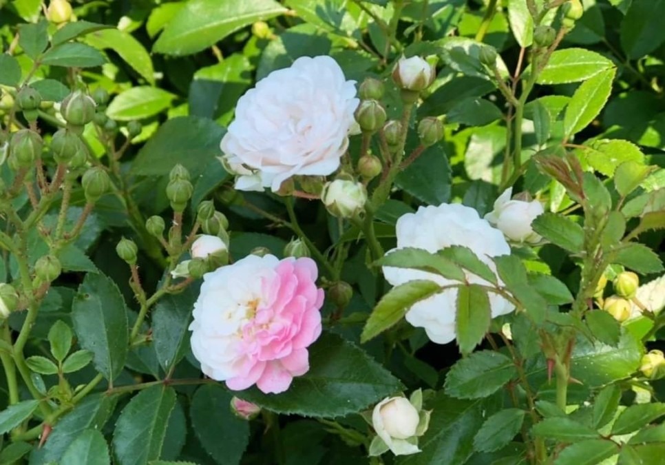 4  宇部空港  薔薇園