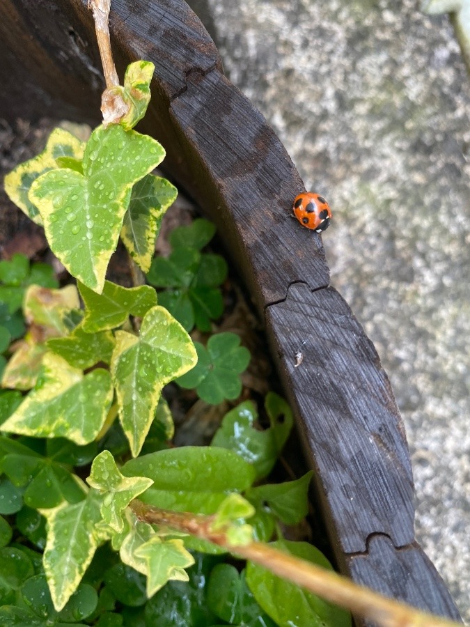 てんとう虫🐞見つけた👀