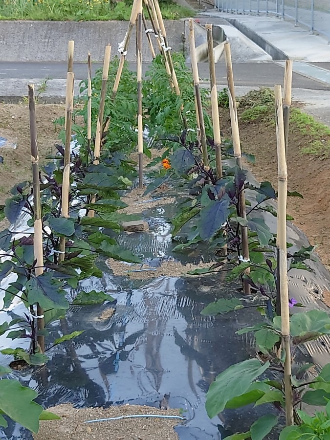 夏野菜作りのお手伝い　茄子とトマト