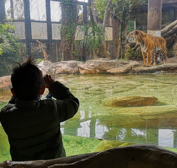 上野動物園✨　虎