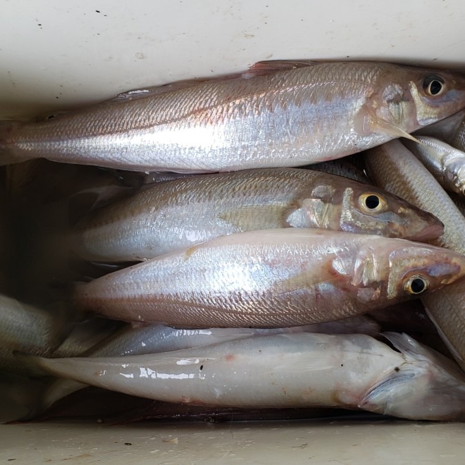 魚釣り