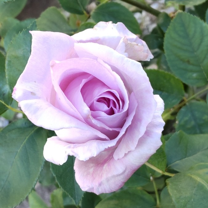 紫色の薔薇🌹🌿咲きまぁす🤗👍