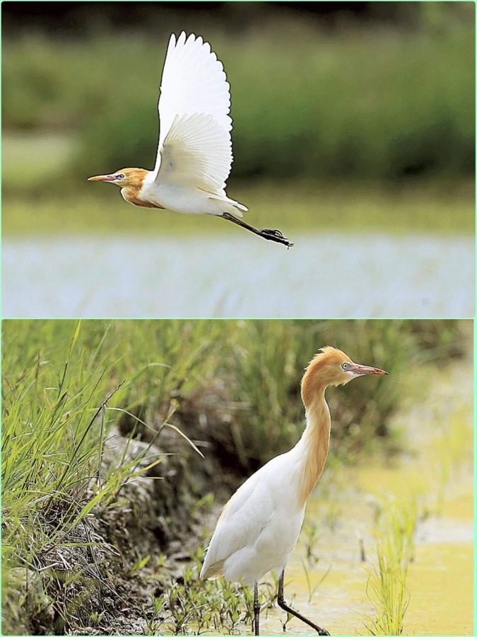 アマサギ飛来