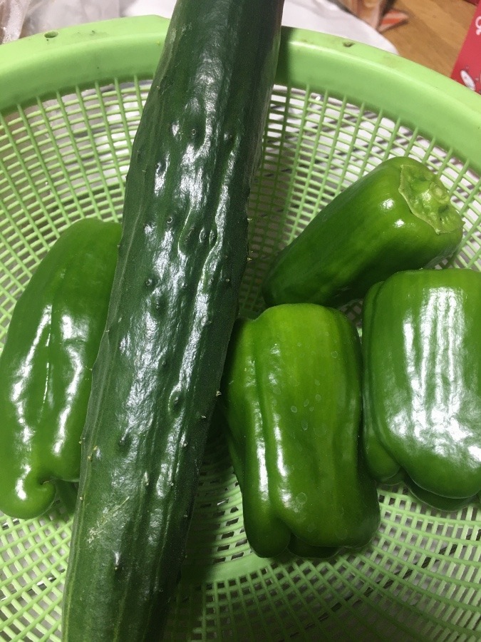 とれたて🥒🫑