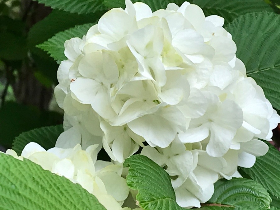 白い花^_^