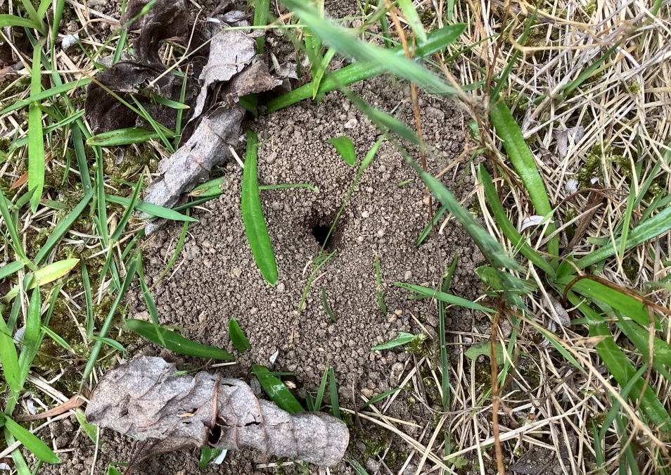 アリの巣