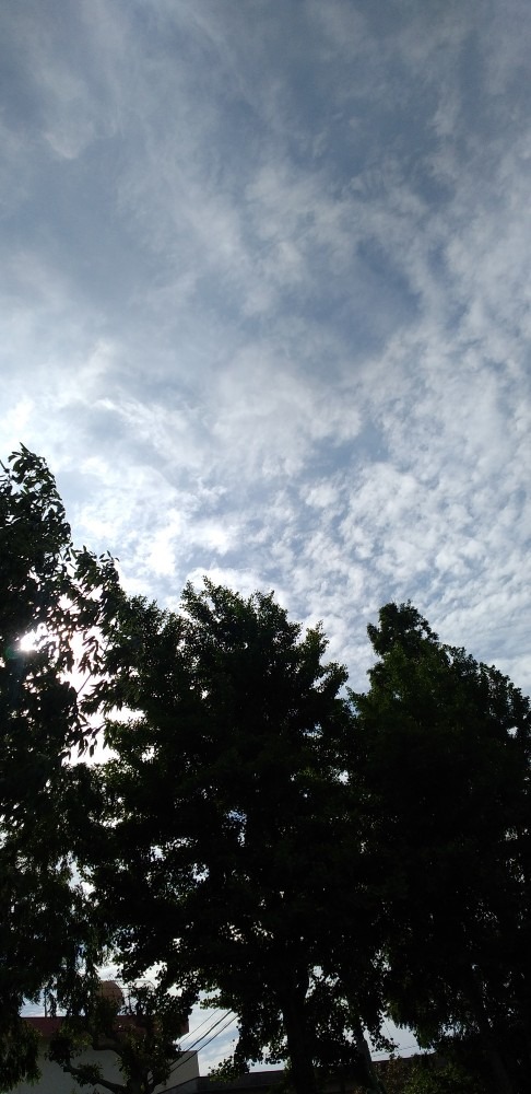 雲と木とこぼれ日と