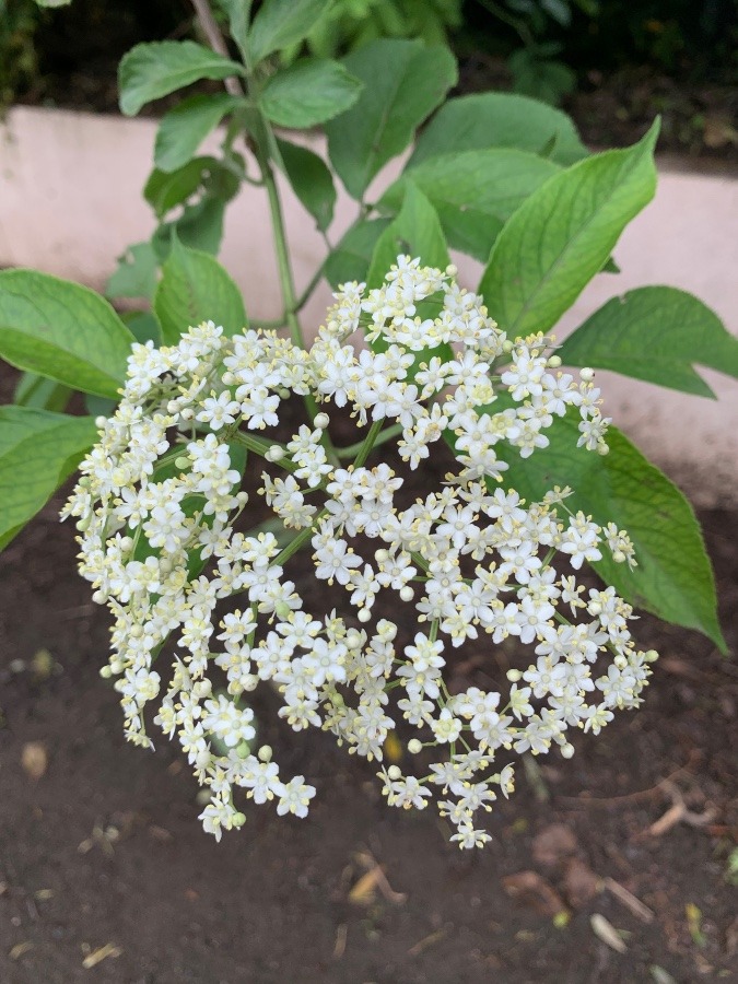 エルダーフラワー　花倶楽部