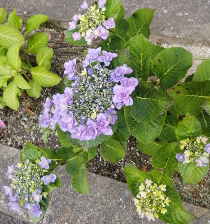 近くのマンションの紫陽花