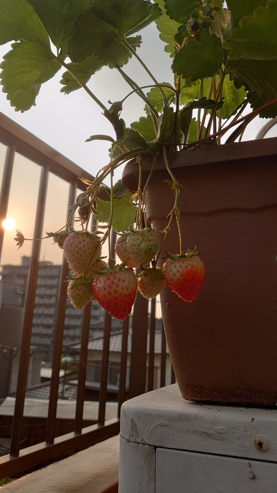 ベランダの🍓イチゴ