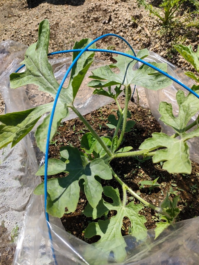 家庭菜園部発足します🍉