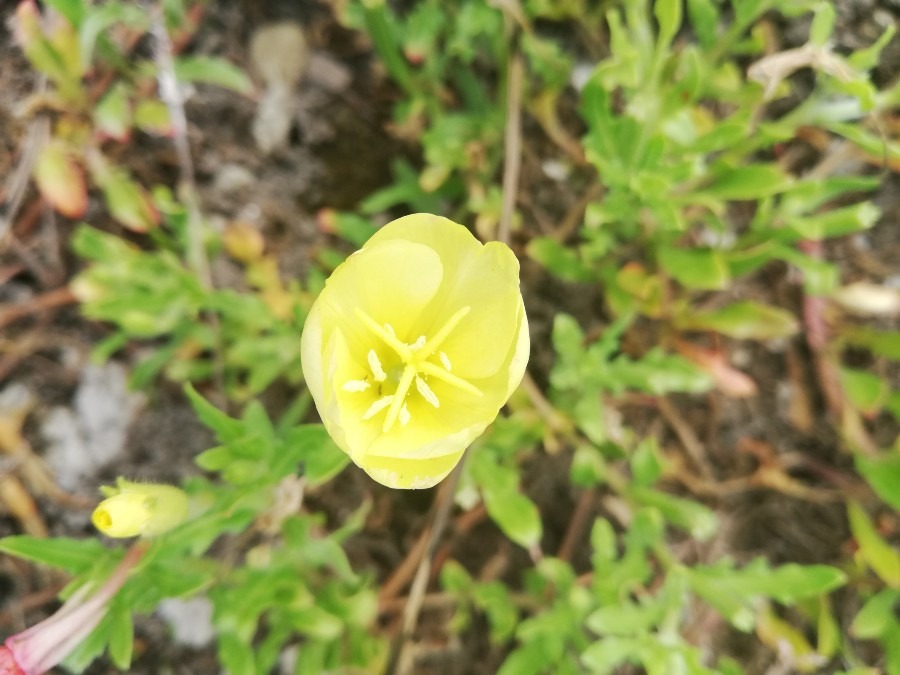 黄色の花🌿🌼