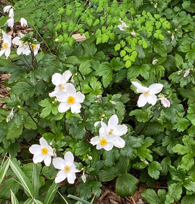 春なのに、秋明菊が❓