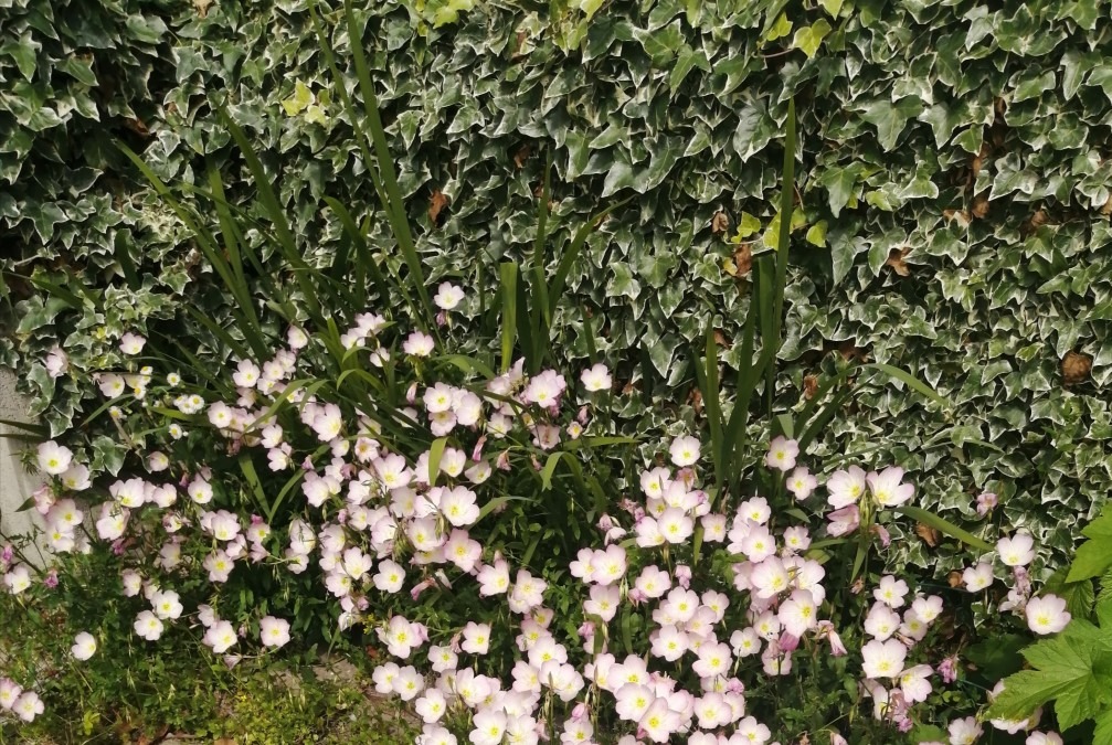 ご近所のピンクの花