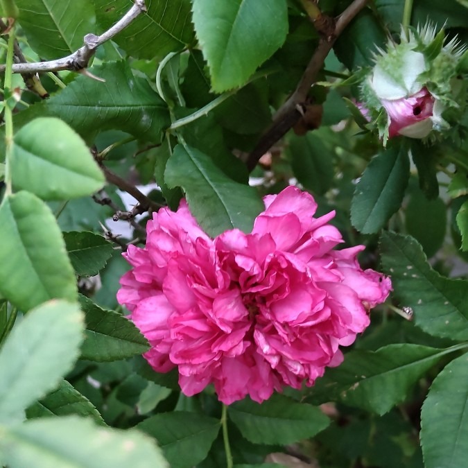 十六夜（イザヨイ）薔薇🌹🌿