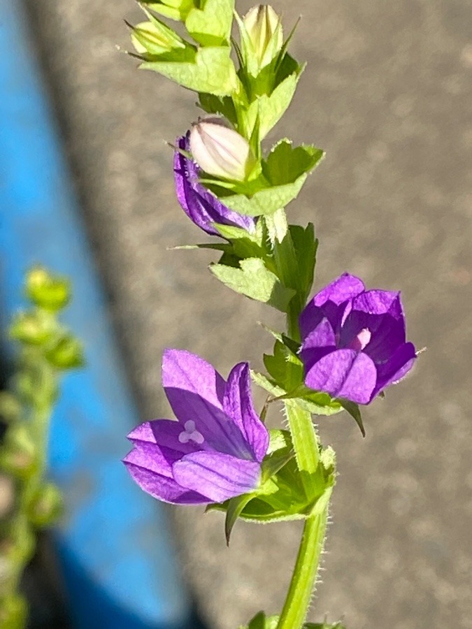 花倶楽部　