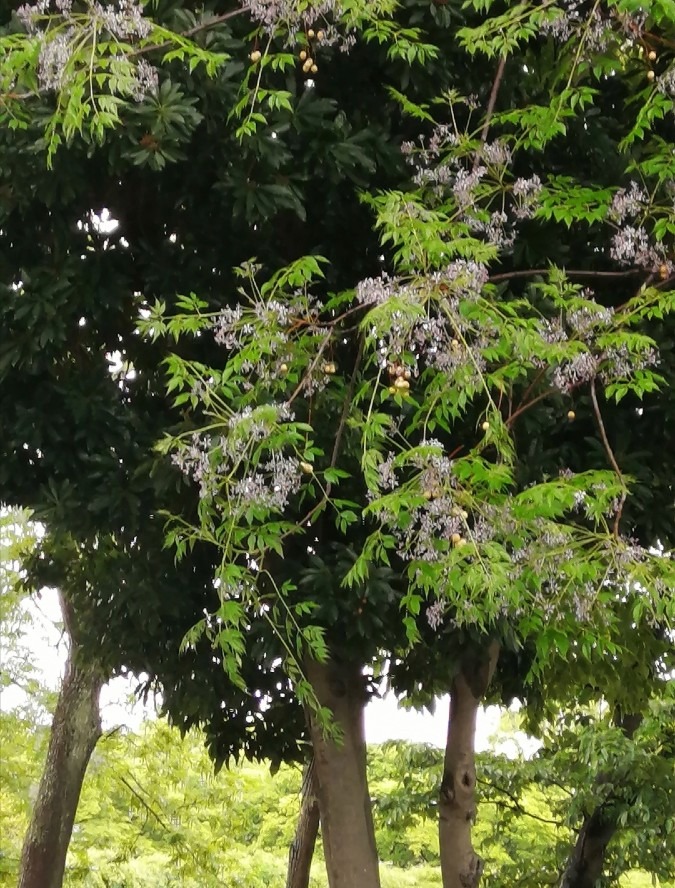 名も知らない…紫の花と実のなる木