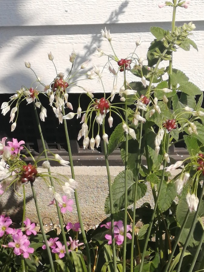 この花は❓なんて花だろう❓