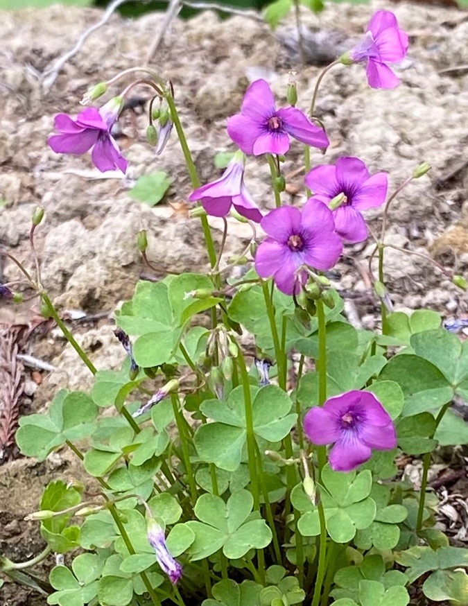 道端で見つけたお花