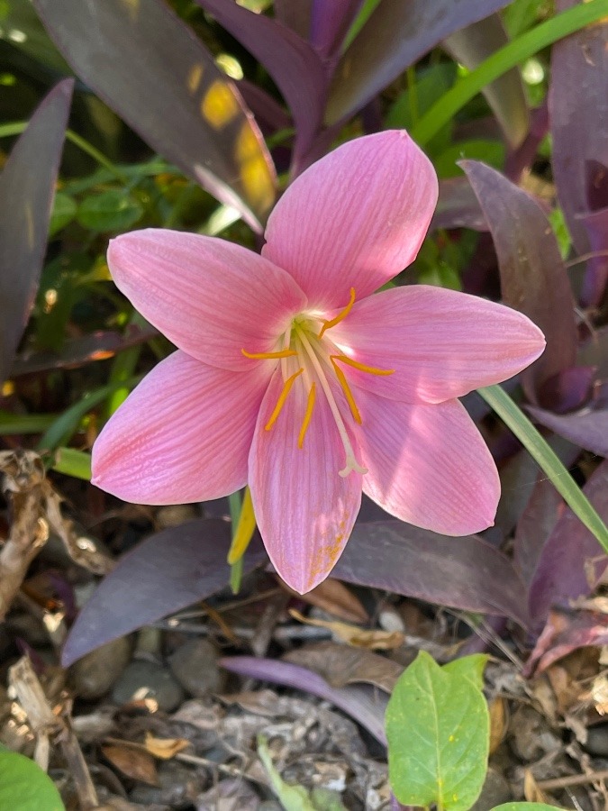 花倶楽部