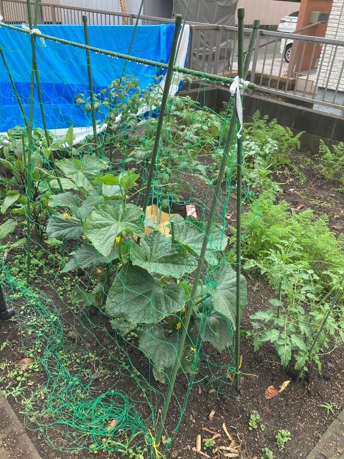 ✨恵みの雨✨