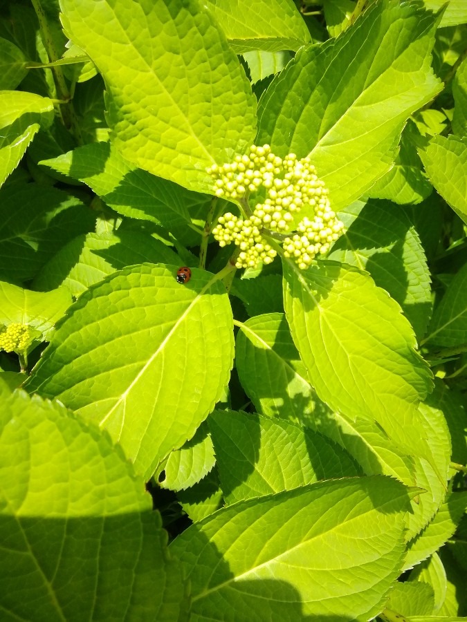 紫陽花とてんとう虫