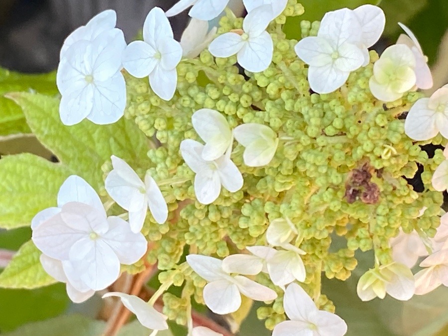 花倶楽部