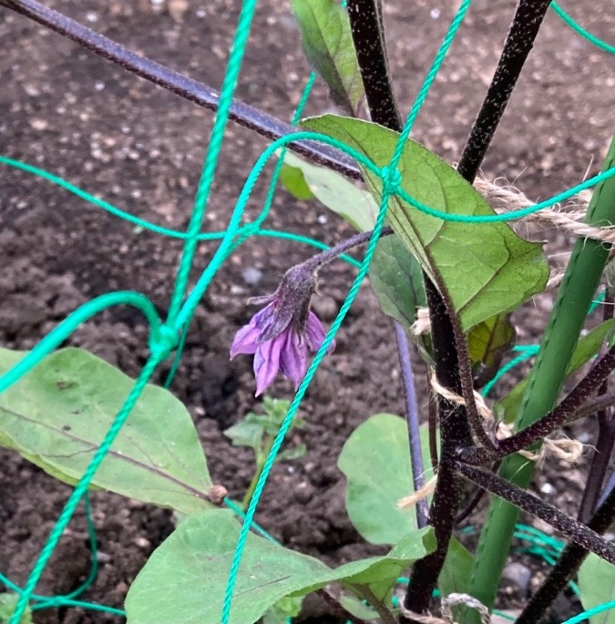 ✨茄子の花✨