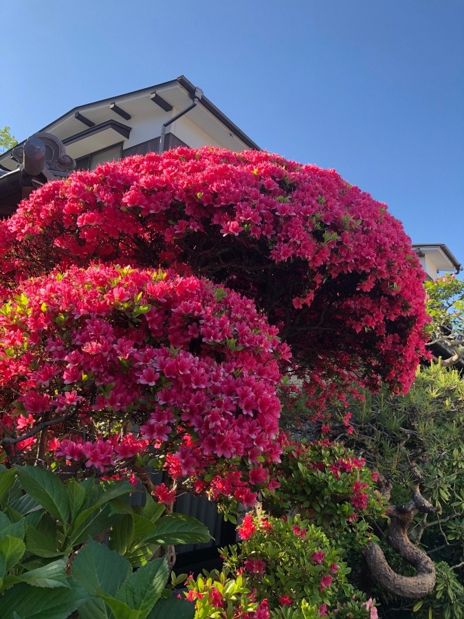 ツツジの花