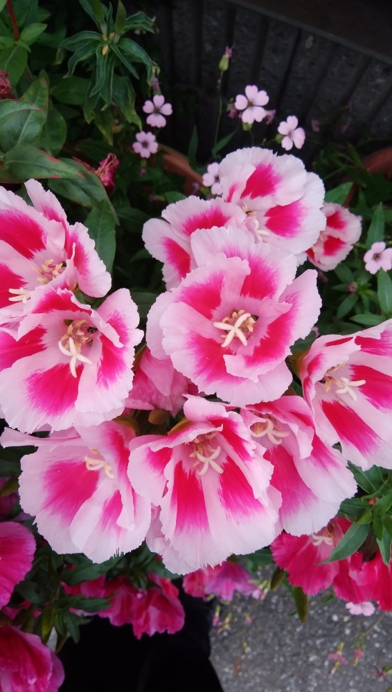 ピンク色が、とても、かわいい、お花！