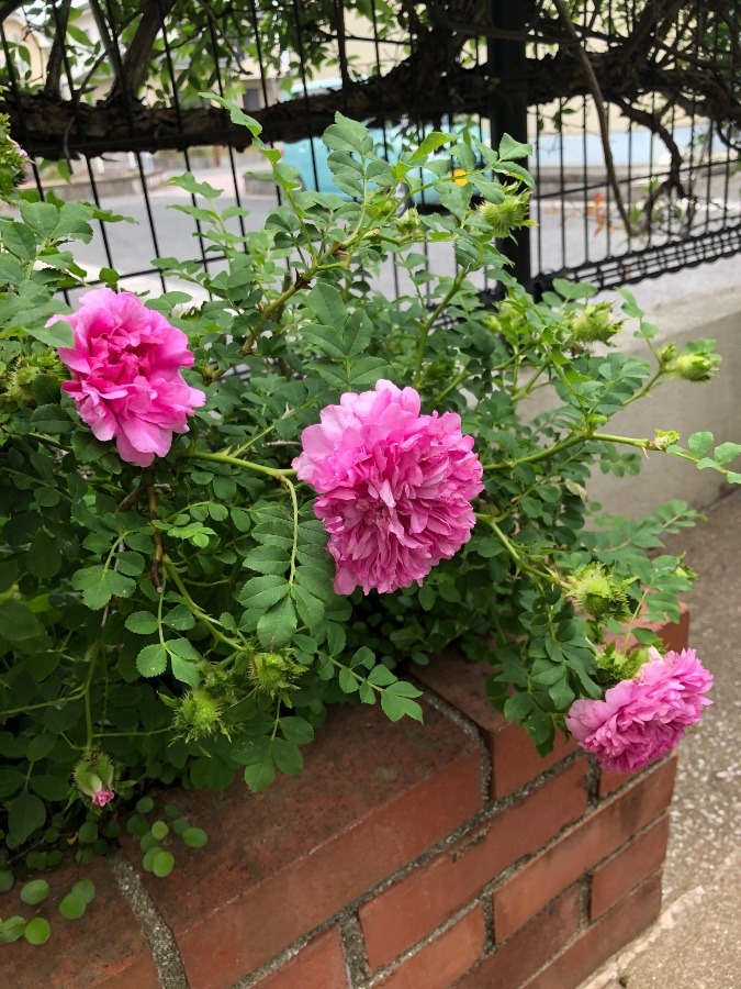 花壇のバラ