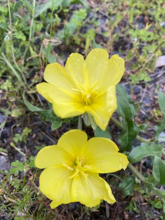 花倶楽部