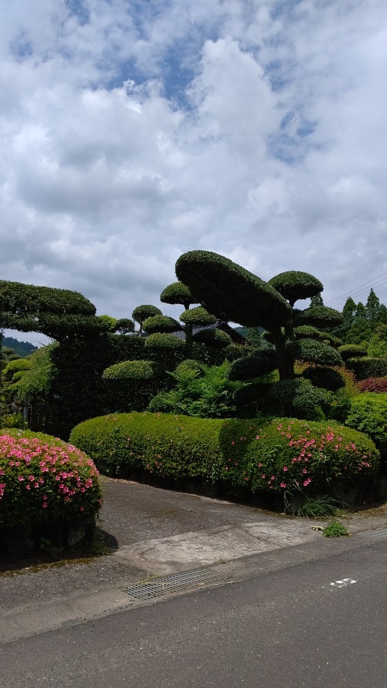 手入れされた門の庭木