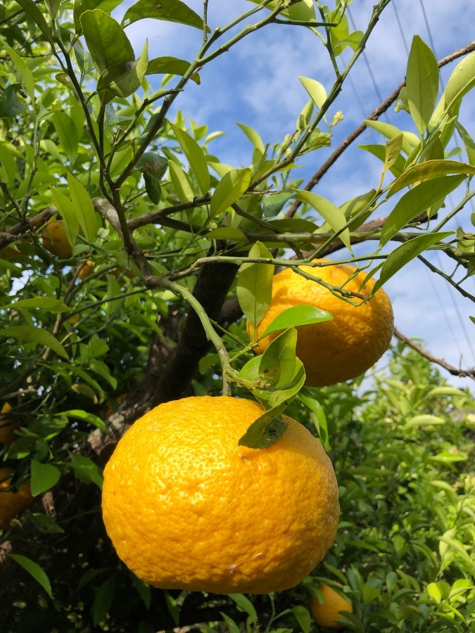 我が家の甘夏柑