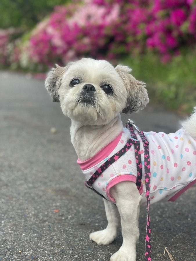 愛犬　愛ちゃん🐶