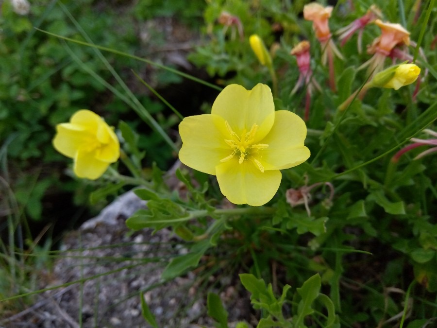 夕方に咲く小さな花💛