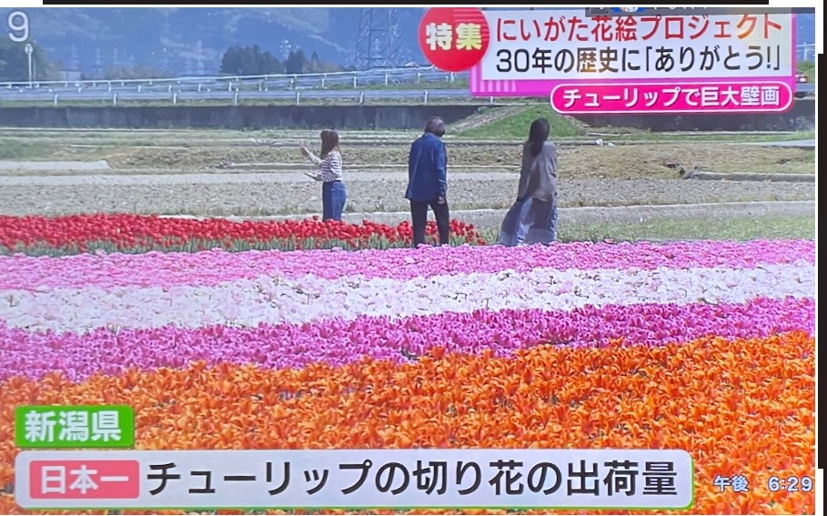 チューリップの産地