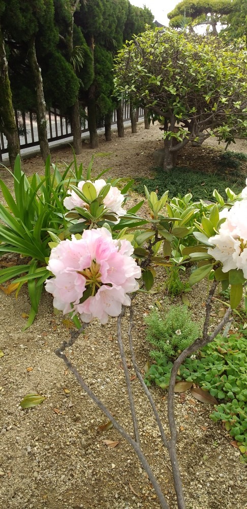 お隣さんの花