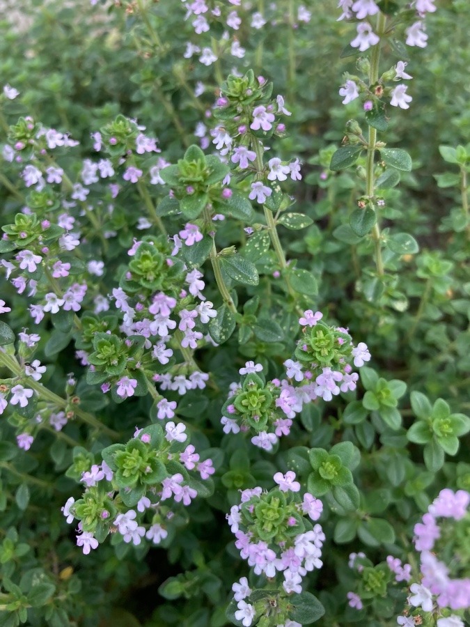 ハーブ　タイムの花🌸