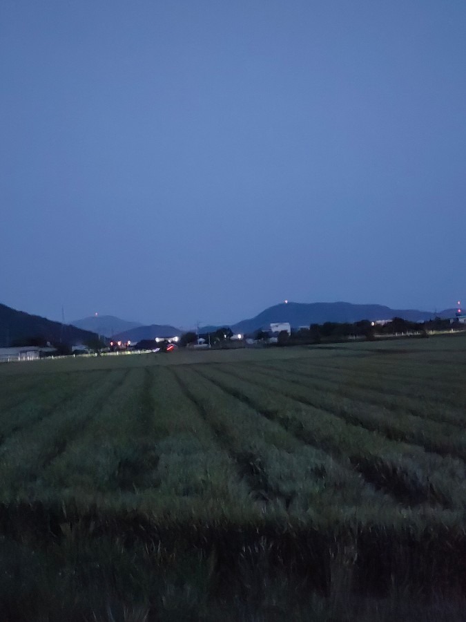 麦畑の夜景