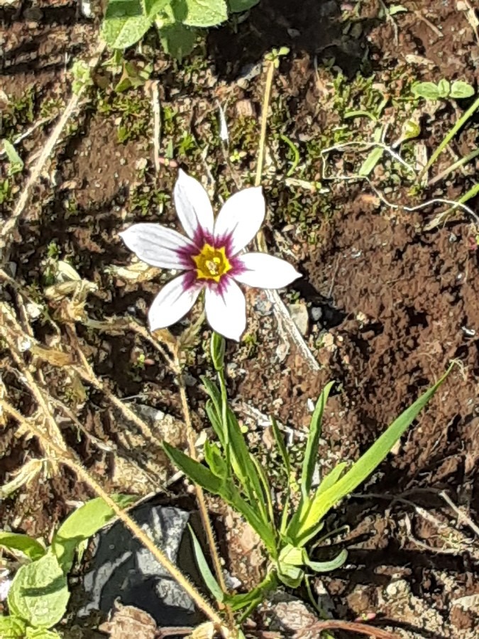 我が家の花(ニワゼキショウ)🌼