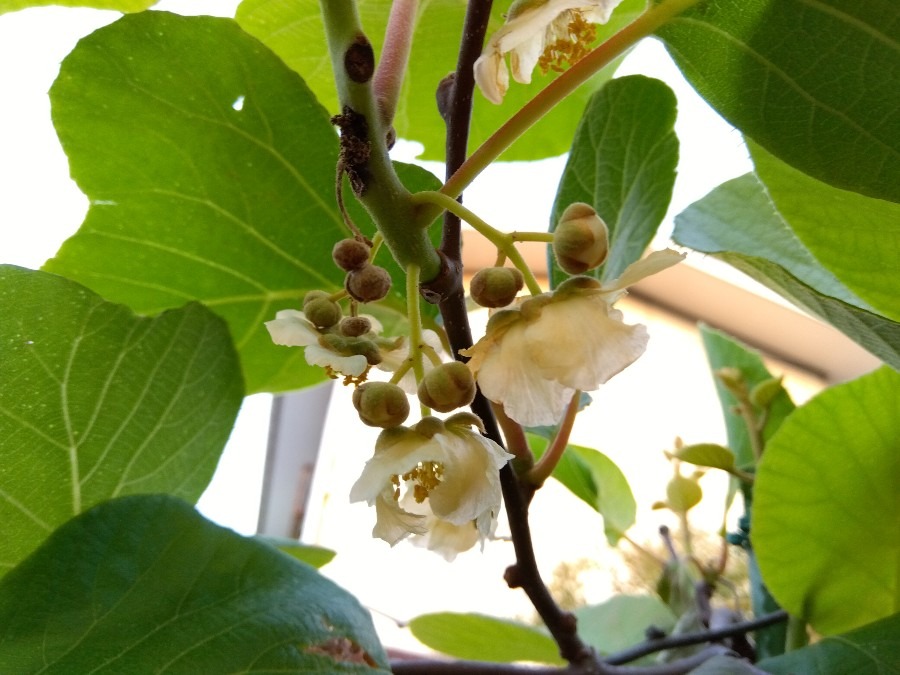 キウイの花が開花❣🤍✨